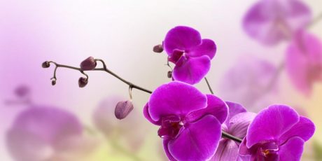 Aprenda a fazer sua orquídea florescer