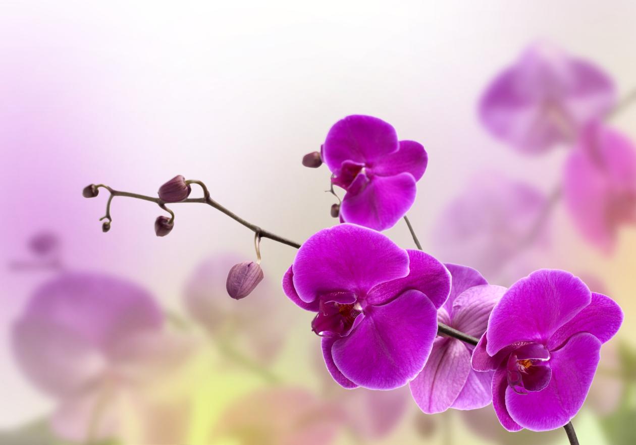 Aprenda a fazer sua orquídea florescer – AAPMM