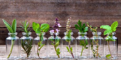 10 Ervas que você pode cultivar o ano todo em casa usando apenas água